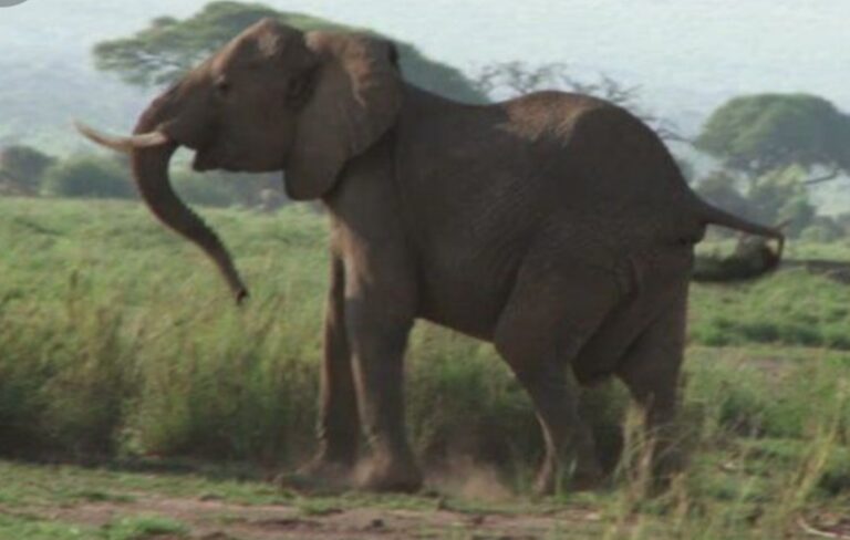 हात्तीलाई ट्रकले ठक्कर दियो