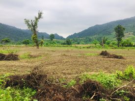 अरुणबस्ती नजिकै व्यापक जंगल फडानी
