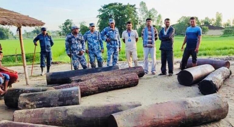 कटहरियामा ११ थान सालको गोलिया बरामद