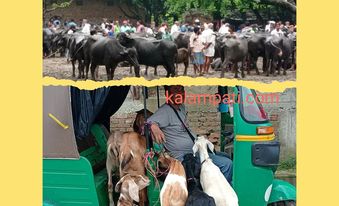 राजपुरमा पशु बजार किसान र व्यापारीको आकर्षण