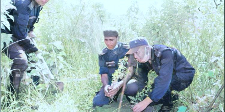 सिराहाको सामुदायिक वनमा वृक्षारोपण
