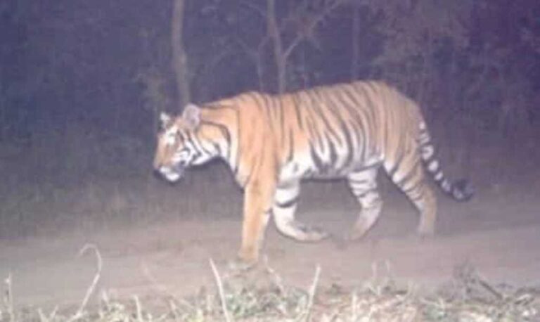 रौतहटको जंगलमा चारवटा बाघ