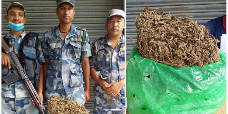 सशस्त्र प्रहरीद्वारा प्रतिबन्धित लागुऔषध गाँजा बरामद