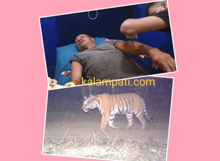 लमाहा पुल नजिकै राजमार्गमा बाघको आक्रमण बाट एक जना घाइते