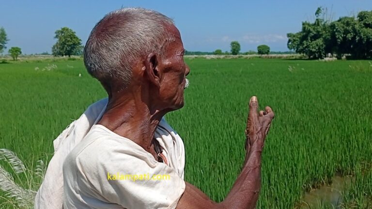 धानखेती गर्ने किसानलाइ मलखाद कै चिन्ता